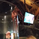 Illustration for article titled Aquarium Insists This Wily Octopus Wasnt Trying To Escape Its Tank